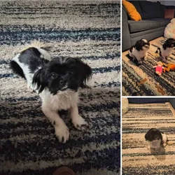 2 7 month old shih Tzu brothers