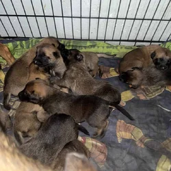 Puppies for sale
