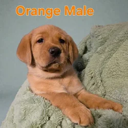 Yellow labs