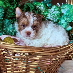 yorkies