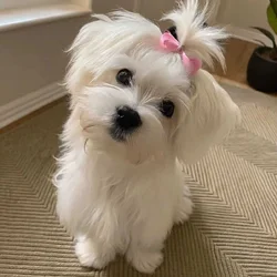 Loving puppies