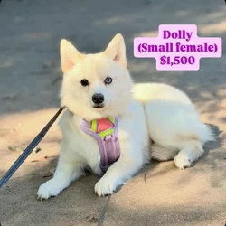 POMSKY PUPPIES