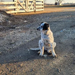 Blue Healer with some Australian Shepherd