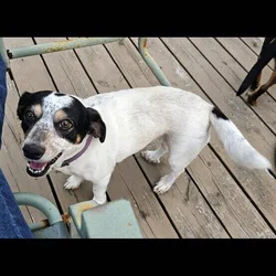 3 dogs to be rehomed