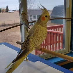 Rehoming cockatiels