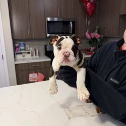 English bulldog