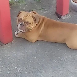 Rehoming my American Bully