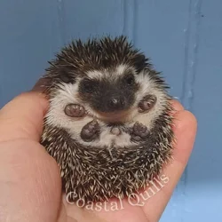 Eros Deep Brown Heavy Quad baby hedgehog