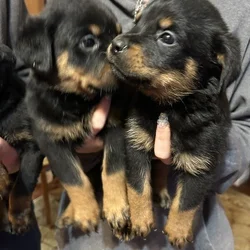 Rottweiler Puppies Currently Available On Adoption