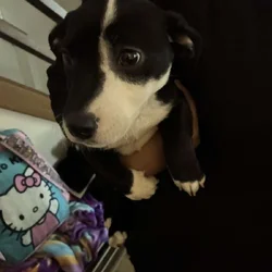 American pitbull puppy for sale