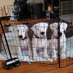 Dogo Pups