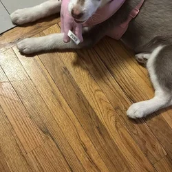 Beautiful companion waiting for a home