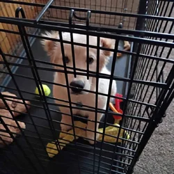 Golden Retriever for sale
