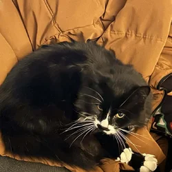 Cat - Thomas