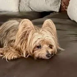 Yorkie silky