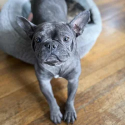 2 year old blue face frenchie with papers