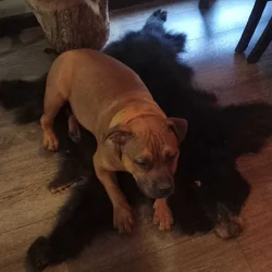 Bully dog
