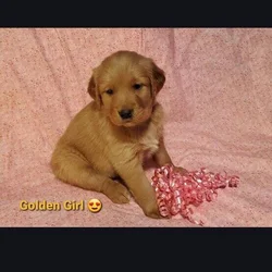 Golden retriever puppys