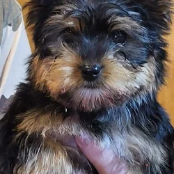 For sale male yorkie