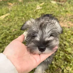Miniature Schnauzer puppy