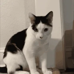 American Shorthair Cat