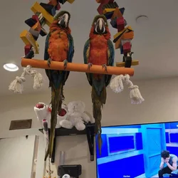Bonded Harlequin Pair