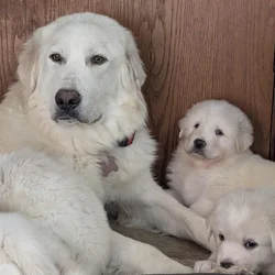 Great Pyrenees Puppies for Sale
