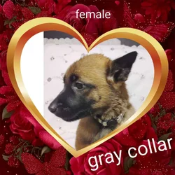 Belgian malinois