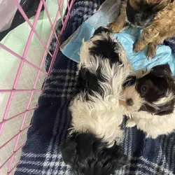 Malti poo