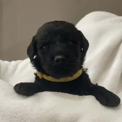 Yellow Collar Boy Goldendoodle