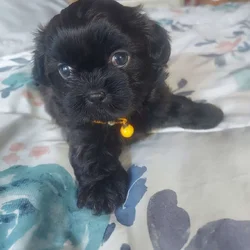 Male Shih Tzu Dog