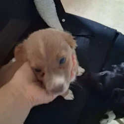 4 puppies