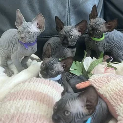 Sphynx