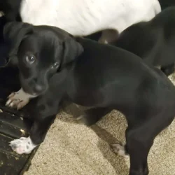 german short hair boxer mix puppies