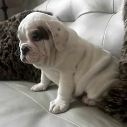 AKC ENGLISH BULLDOG