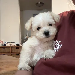 Puppies