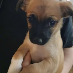 Chihuahua, valentine's, puppy almost 10 weeks