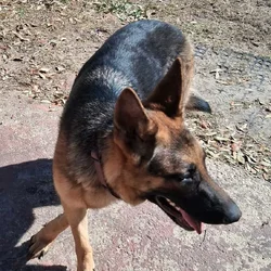 German Shepard