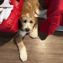 St Berdoodle 10.5 months old