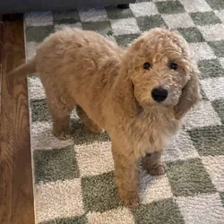 Standard Poodle Female