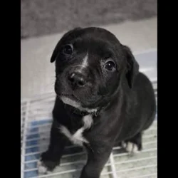 American Bully Puppy
