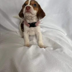 6 week old female beagle pup with pink colar