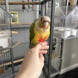 Conure Bird for Sale, cage included