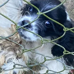 Cocker spaniel