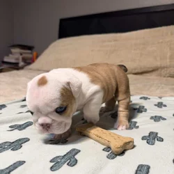 English Bulldog puppies