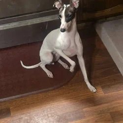 Italian greyhound