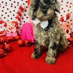 Merle Mini Poodle