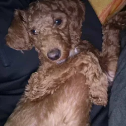 7 month old Toy/Miniature Poodle ckc possible