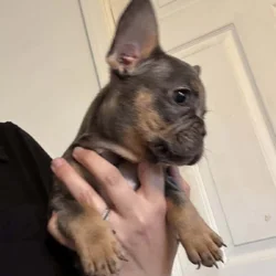 French Bulldog