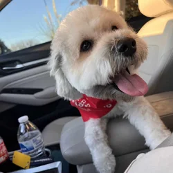 Rehoming Charlie - schnauzer poodle